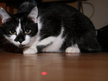 Laserpointer für Katzen: Gefährlich oder großer Spaß?